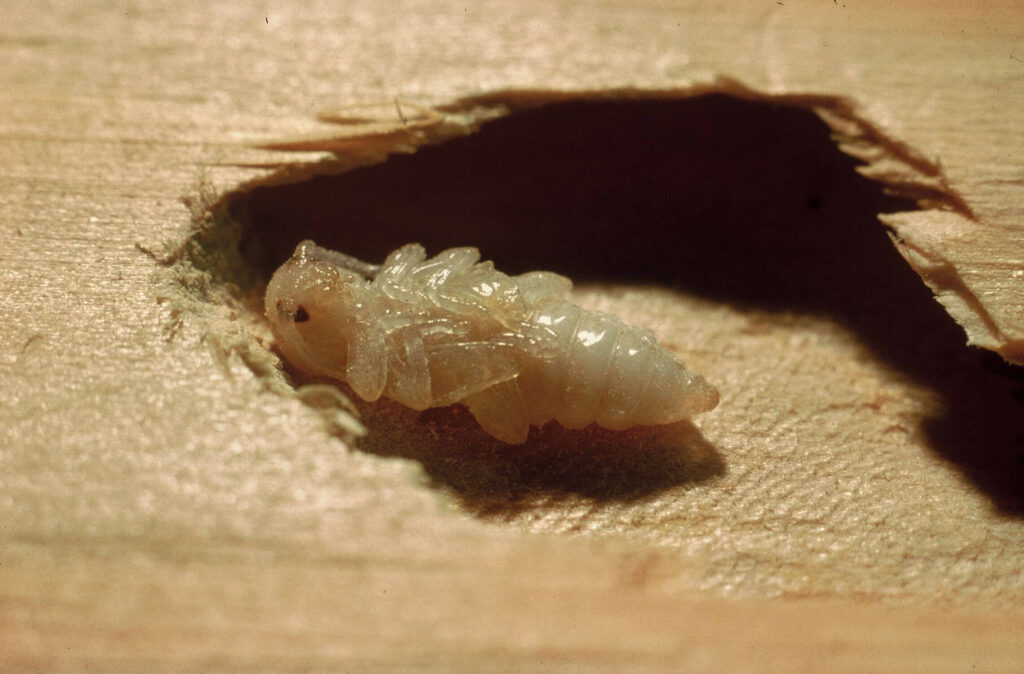 Larve d'insecte xylophage dans charpente bois